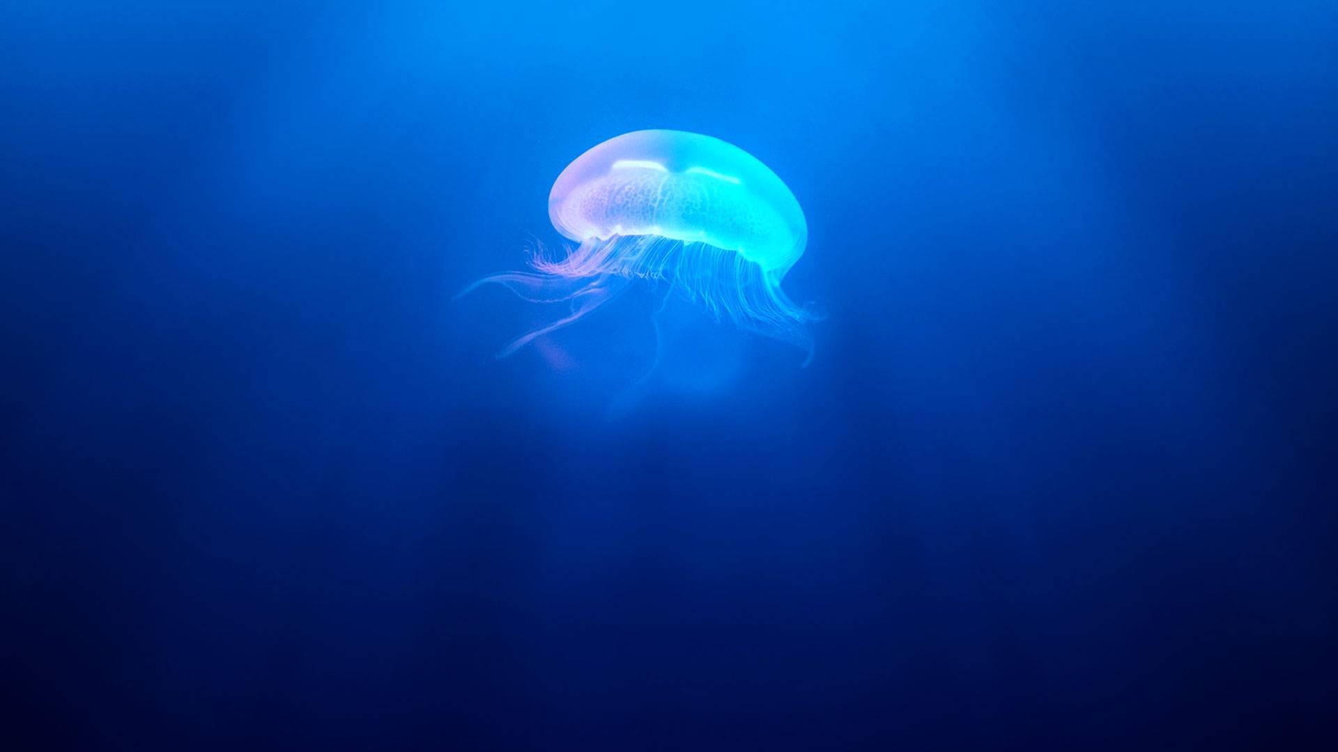 jelly